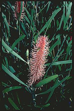 APII jpeg image of Hakea coriacea  © contact APII