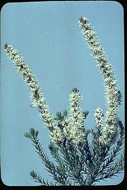 APII jpeg image of Hakea costata  © contact APII