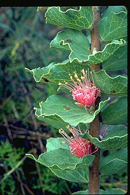 APII jpeg image of Hakea cucullata  © contact APII