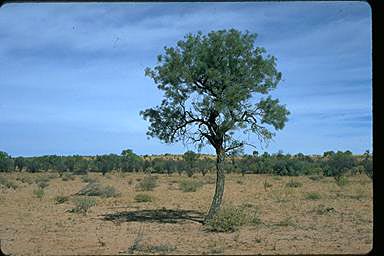 APII jpeg image of Hakea eyreana  © contact APII