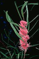 Hakea francisiana - click for larger image