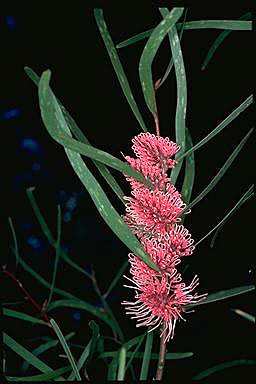 APII jpeg image of Hakea francisiana  © contact APII