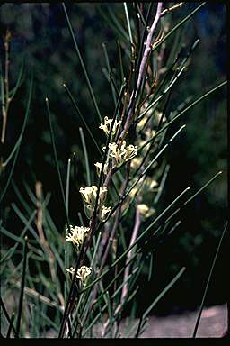 APII jpeg image of Hakea obliqua subsp. obliqua  © contact APII