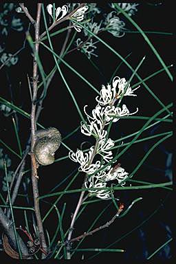 APII jpeg image of Hakea rostrata  © contact APII