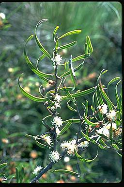 APII jpeg image of Hakea stenocarpa  © contact APII