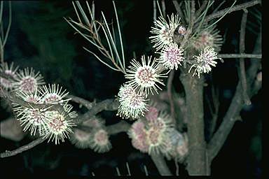 APII jpeg image of Hakea subsulcata  © contact APII