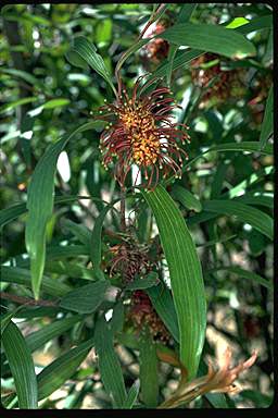 APII jpeg image of Hakea archaeoides  © contact APII