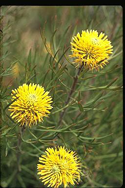 APII jpeg image of Isopogon anemonifolius  © contact APII