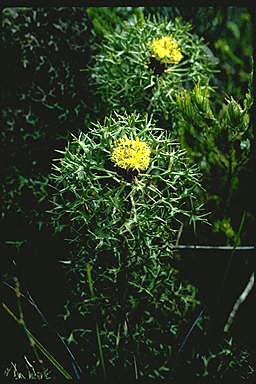 APII jpeg image of Isopogon ceratophyllus  © contact APII