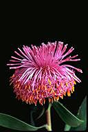 Isopogon cuneatus - click for larger image