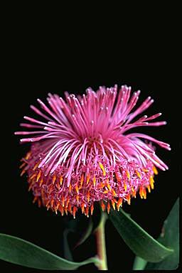 APII jpeg image of Isopogon cuneatus  © contact APII