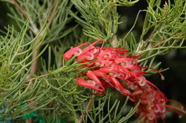 APII jpeg image of Grevillea 'Ellendale'  © contact APII