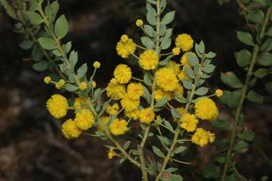 APII jpeg image of Acacia piligera  © contact APII