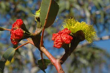 APII jpeg image of Eucalyptus erythrocorys  © contact APII