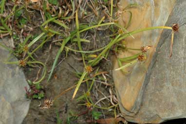 APII jpeg image of Cyperus sphaeroideus  © contact APII