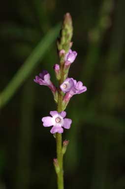 APII jpeg image of Verbena gaudichaudii  © contact APII