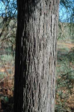 APII jpeg image of Acacia stenophylla  © contact APII