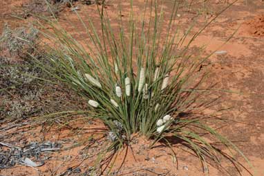 APII jpeg image of Lomandra leucocephala subsp. robusta  © contact APII