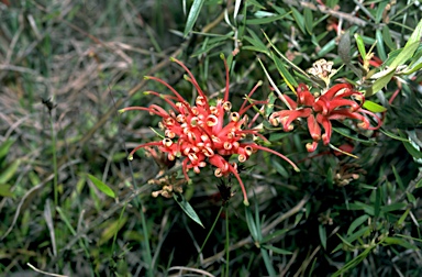 APII jpeg image of Grevillea juniperina  © contact APII