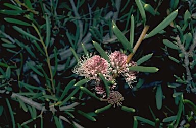 APII jpeg image of Hakea clavata  © contact APII