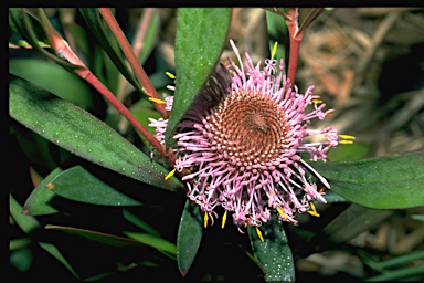 APII jpeg image of Isopogon cuneatus  © contact APII