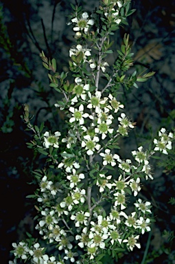 APII jpeg image of Leptospermum polygalifolium  © contact APII