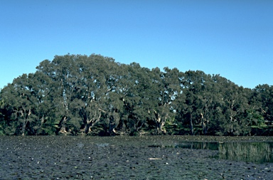 APII jpeg image of Melaleuca quinquenervia  © contact APII