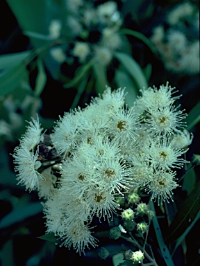 APII jpeg image of Angophora floribunda  © contact APII