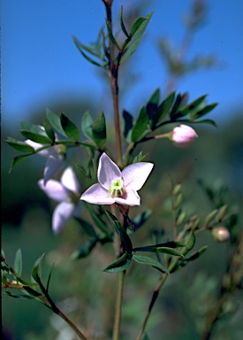 APII jpeg image of Boronia floribunda  © contact APII