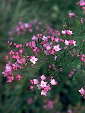 APII jpeg image of Boronia pinnata  © contact APII