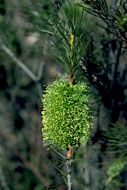 APII jpeg image of Callistemon pinifolius  © contact APII