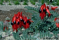 Sturt's Desert Pea (Swainsona formosa)