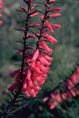 Epacris impressa photo