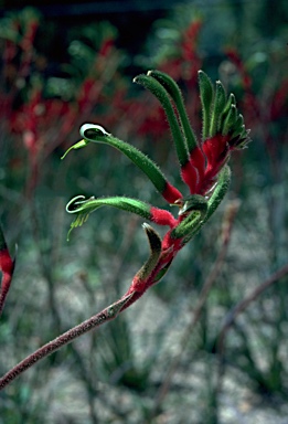 Anigozanthos manglesii photo