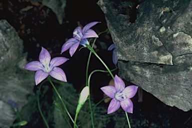 APII jpeg image of Wahlenbergia gloriosa  © contact APII