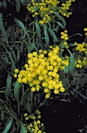 Acacia pycnantha - click for larger image