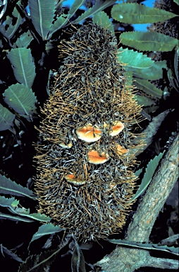 APII jpeg image of Banksia serrata  © contact APII