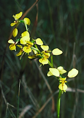 APII jpeg image of Diuris platichila  © contact APII