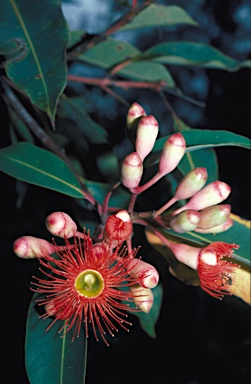 APII jpeg image of Corymbia ficifolia  © contact APII