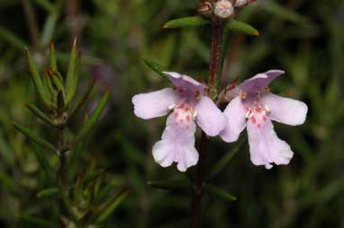 APII jpeg image of Westringia 'Lavender Breeze'  © contact APII