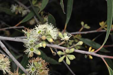 APII jpeg image of Eucalyptus ligustrina  © contact APII