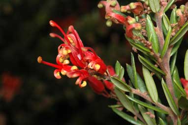 APII jpeg image of Grevillea 'Knock Out'  © contact APII