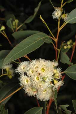 APII jpeg image of Eucalyptus paniculata  © contact APII