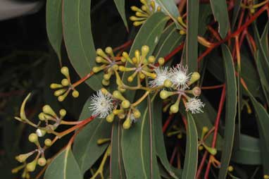 APII jpeg image of Eucalyptus haemastoma  © contact APII