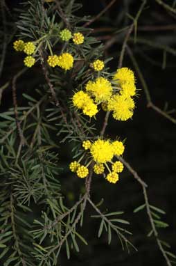 APII jpeg image of Acacia conferta  © contact APII