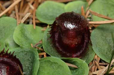 APII jpeg image of Corysanthes fimbriata  © contact APII