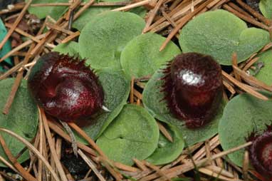 APII jpeg image of Corysanthes fimbriata  © contact APII