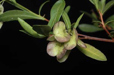 APII jpeg image of Dodonaea lanceolata var. subsessilifolia  © contact APII