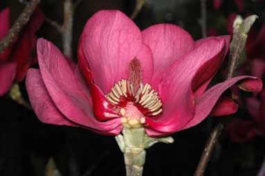 APII jpeg image of Magnolia 'Black Cloud'  © contact APII