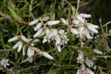 APII jpeg image of Lissanthe strigosa subsp. subulata  © contact APII